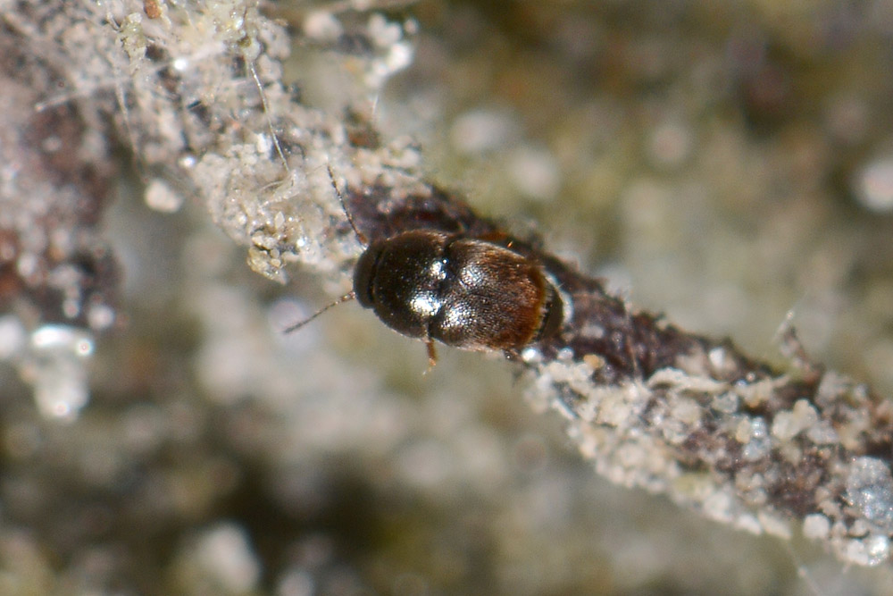 Ptiliidae: Acrotrichis sp.